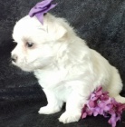 Maltzek,maltzsk psk,malt