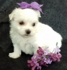 Maltzek,maltzsk psk,malt