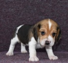 O�kovan� �t��ata Beagle na prodej