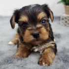 Jork�irsk� terier s PP 