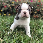 Velkolep� a zdrav� bostonsk� teri�r