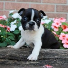  kr�sn� o�kovan� �t��ata boston teri�ra