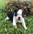 O�kovan� �t��ata bostonsk�ho teri�ra na prodej