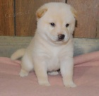 krásná očkovaná a rozkošná štěňata shiba inu krásná očkovaná a rozkošná štěňata shiba inu
