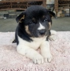 rozkošná a sociálně vyškolená štěňata shiba inu na prodej rozkošná a sociálně vyškolená štěňata shiba inu na prodej