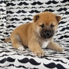 Zdravá štěňata shiba inu Zdravá štěňata shiba inu