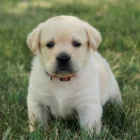 N�dhern�, zdrav� a kr�sn� �t��ata labradorsk�ho retr�vra