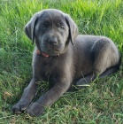 Na prodej roztomil� a spole�ensky vycvi�en� �t���tka labradorsk�ho retr�vra.