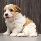 Očkovaná, zdravá štěňata Havanese a samice na prodej Očkovaná, zdravá štěňata Havanese a samice na prodej