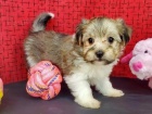Na prodej roztomilá a sociálně vyškolená štěňátka Havanese. Na prodej roztomilá a sociálně vyškolená štěňátka Havanese.