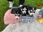 Modrooký sibiřský husky FCI Modrooký sibiřský husky FCI