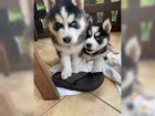 Husky štěňata k adopci bez rodokmenu. Husky štěňata k adopci bez rodokmenu.