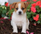 FANTASTICKÝ JACK RUSSELL FANTASTICKÝ JACK RUSSELL