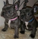 francouzský buldok štěňata francouzský buldok štěňata