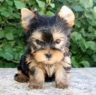 yorkshire šálek štěňata yorkshire šálek štěňata