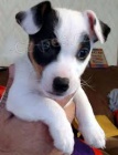 FANTASTICKÝ JACK RUSSELL FANTASTICKÝ JACK RUSSELL