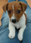 FANTASTICKÝ JACK RUSSELL FANTASTICKÝ JACK RUSSELL