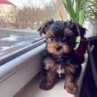 yorkshire šálek štěňata yorkshire šálek štěňata