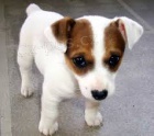 FANTASTICKÝ JACK RUSSELL FANTASTICKÝ JACK RUSSELL