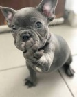 Francouzský buldoček štěně Francouzský buldoček štěně