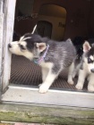 Sibiřský husky štěňata připraven Sibiřský husky štěňata připraven