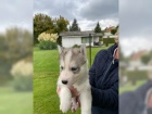 Sibisk husky tata s PP
