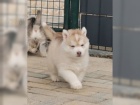 Husky chlapci a dvky