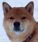 �t��ata shiba inu