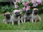Mops štěňata Mops štěňata