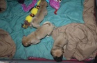 Rozkošná štěňata Pug; ', Rozkošná štěňata Pug; ',