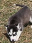  �t��ata sibi�sk�ho husky k adopci. 