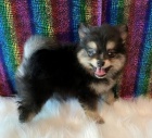 Pomeranian �t��ata k dispozici na prodej