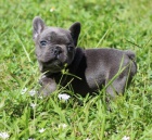 Kr�sn� �ern�, modr�, b�ov� �t��ata francouzsk�ho buldo�ka