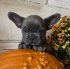 Modr� francouzsk� buldo�ek �t��ata