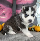 Zdrav� �t���tka Huskies
