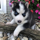 Zdrav� sibi�sk� husky s modr�ma o�ima