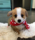 O�kovan� �t��ata Pembroke Welsh Corgi