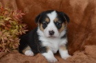 �t��ata Pembroke Welsh Corgi (samec a samice)