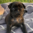 MOPS MOPS