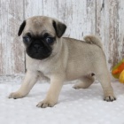 béžová mops štěňata béžová mops štěňata