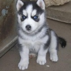 kr�sn� �t��ata sibi�sk�ho husky.