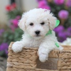 Štěňata Bichon Frise Štěňata Bichon Frise