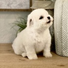 sněhobílá štěňata Bichon frize sněhobílá štěňata Bichon frize