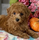 Na prodej jsou k dispozici n�dhern� �t��ata pudl� a pudl�.  �t��ata jsou zdrav� a o�kovan�.