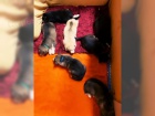 Husky bez PP Husky bez PP