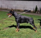 Dobrman �t��ata