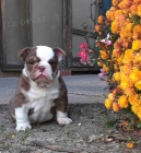 �okol�da a lila Bulldogs
