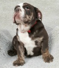 �okol�da a lila Bulldogs