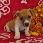Okouzlující Jack Russell teriér Okouzlující Jack Russell teriér
