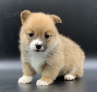 Samec a samice štěňata Welsh Corgi Pembroke. Samec a samice štěňata Welsh Corgi Pembroke.